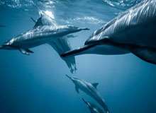 开云：在云端开启企业的未来